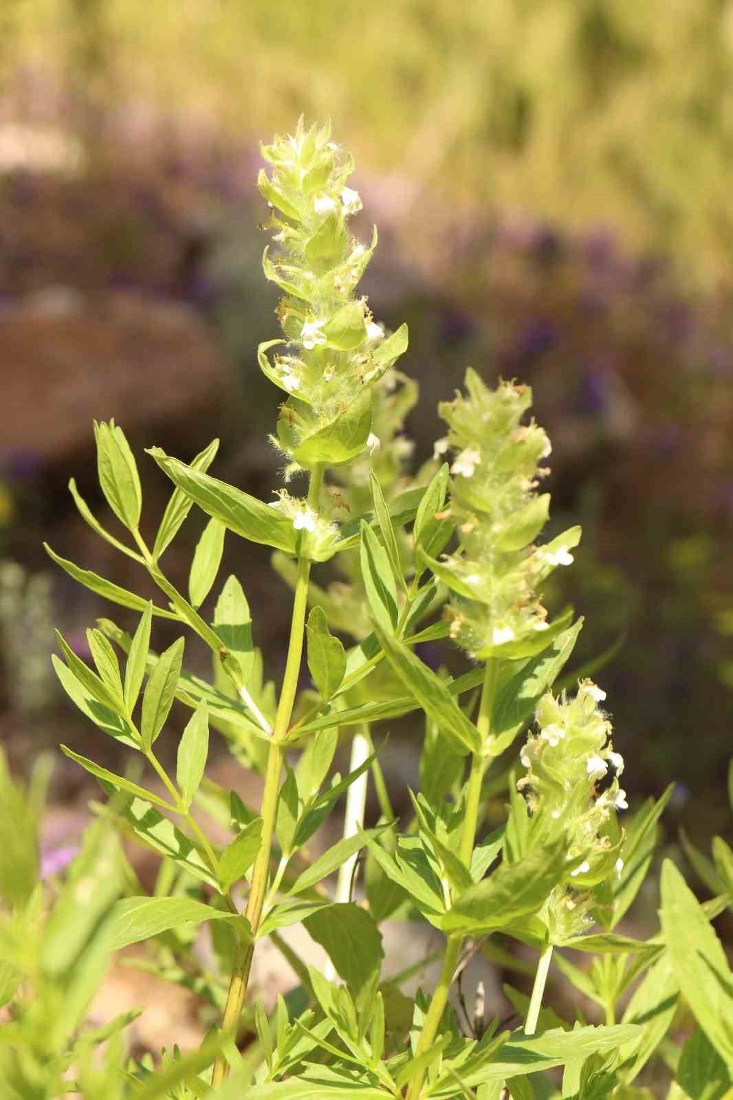KAHRAMANMARAŞ'TA DOĞAL YAYILIŞ GÖSTEREN VE ULUSLARARASI DOĞAYI KORUMA BİRLİĞİ (IUCN) KRİTERLERİNE...