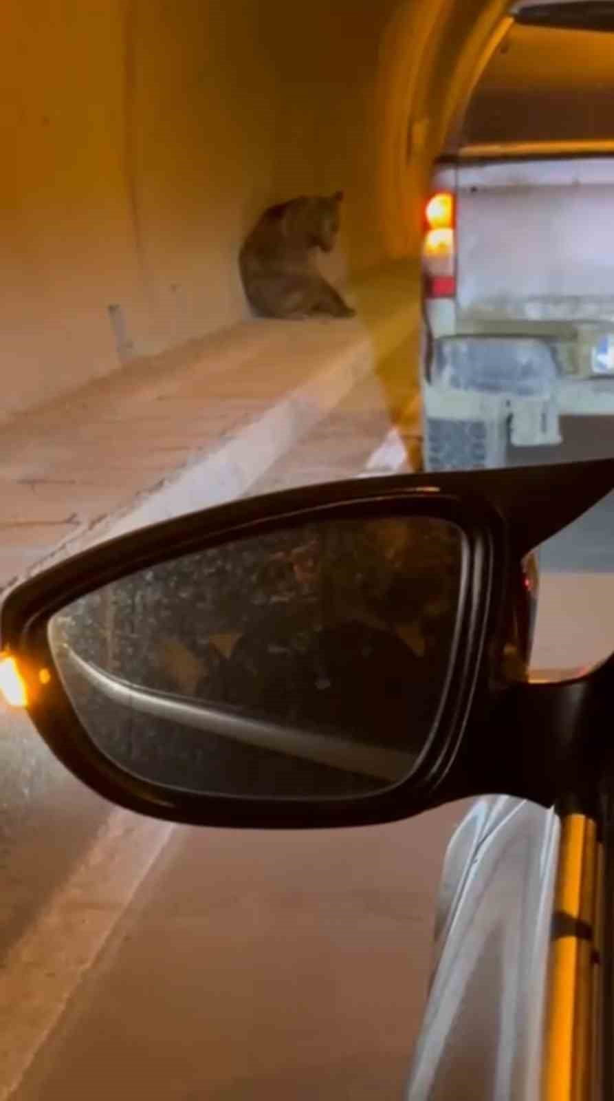 KARABÜK’TE TÜNEL GİRİŞİNDE OTOMOBİLİN ÇARPTIĞI AYI YARALANDI.