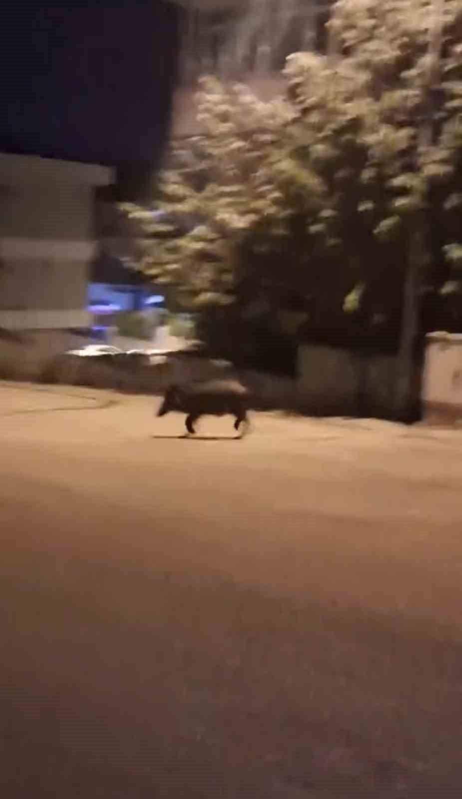 KARABÜK’TE YİYECEK ARAMAK İÇİN MAHALLEYE İNEN İKİ YABAN DOMUZU, BİR VATANDAŞ TARAFINDAN CEP...