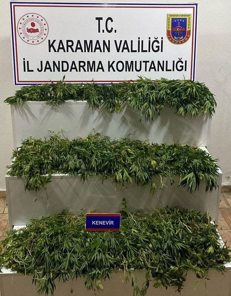 KARAMAN’DA 2 BİN 802 KÖK KENEVİR ELE GEÇİRİLİRKEN, YAKALANAN 140 ŞAHISTAN 13'Ü...