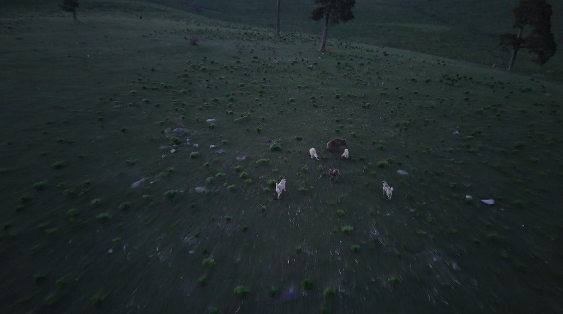 KARS'TA BİR GRUP KÖPEĞİN SALDIRISINA UĞRAYAN BOZ AYININ HAYATTA KALMA MÜCADELESİ DRON KAMERASINA...