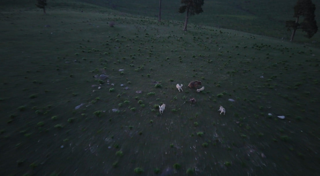 KARS'TA BİR GRUP KÖPEĞİN SALDIRISINA UĞRAYAN BOZ AYININ HAYATTA KALMA MÜCADELESİ DRON KAMERASINA...