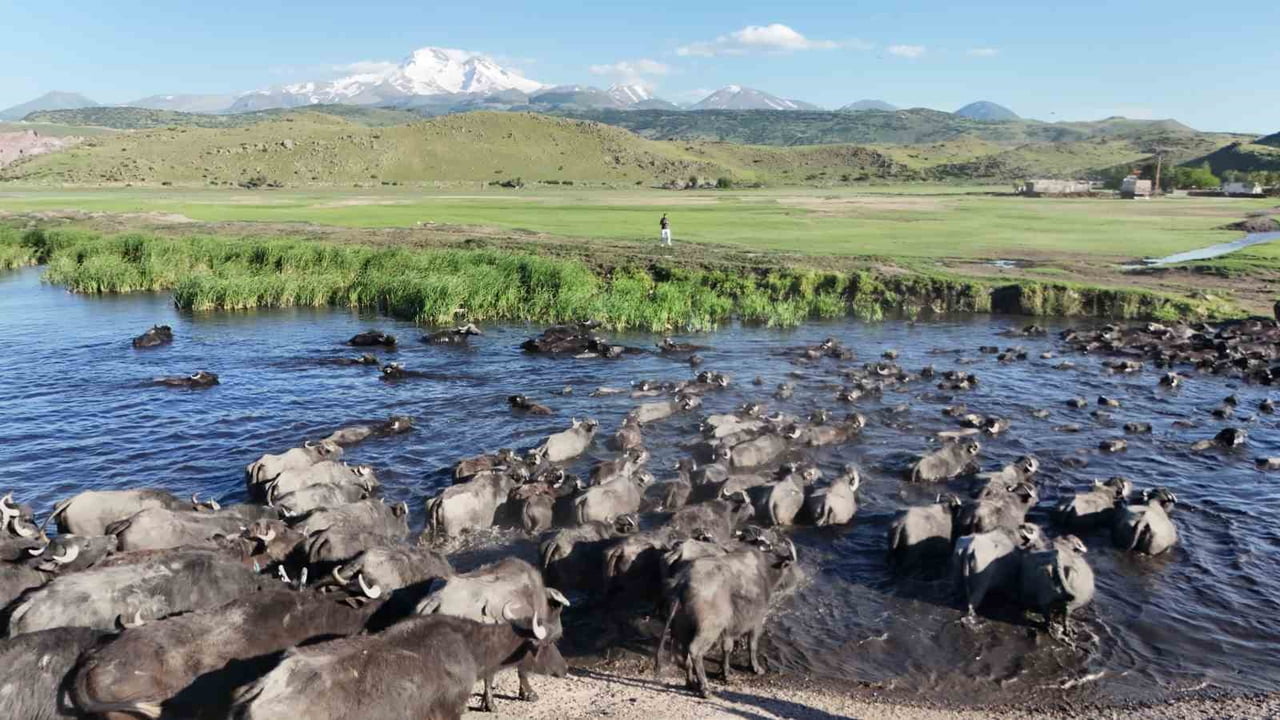 KAYSERİ'DE DENİZ SEVİYESİNDEN YAKLAŞIK BİN 73 METRE YÜKSEKLİKTE BULUNAN HÜRMETÇİ SAZLIĞI'NDA HER...