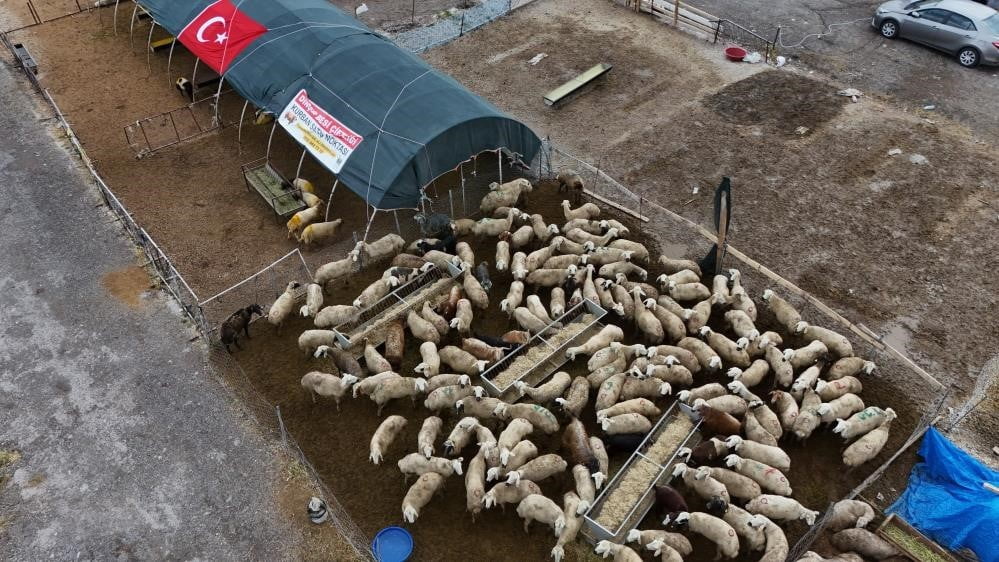 KAYSERİ'DE KURBAN BAYRAMI'NDA 19 BİN 322'İ BÜYÜKBAŞ, 33 BİN 965 KÜÇÜKBAŞ OLMAK ÜZERE TOPLAMDA 53...