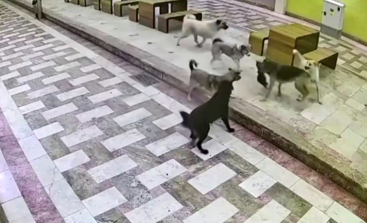 KEDİNİN TEK BAŞINA 6 KÖPEKLE MÜCADELE ETTİĞİ ANLAR KAMERAYA YANSIDI
