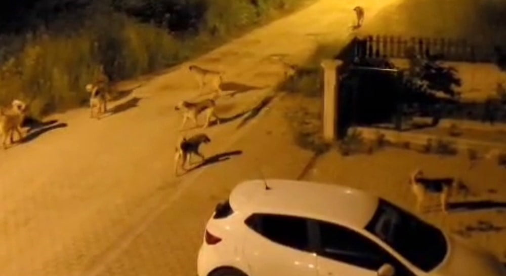 KILIÇARSLAN MAHALLESİ'NDE SÜRÜ HALİNDE DOLAŞAN BAŞIBOŞ SOKAK KÖPEKLERİ, MAHALLE SAKİNLERİNİ...
