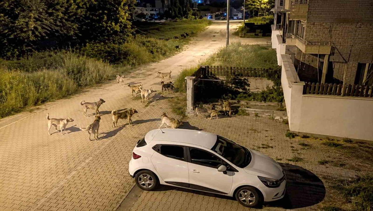 KILIÇARSLAN MAHALLESİ'NDE SÜRÜ HALİNDE DOLAŞAN BAŞIBOŞ SOKAK KÖPEKLERİ, MAHALLE SAKİNLERİNİ...