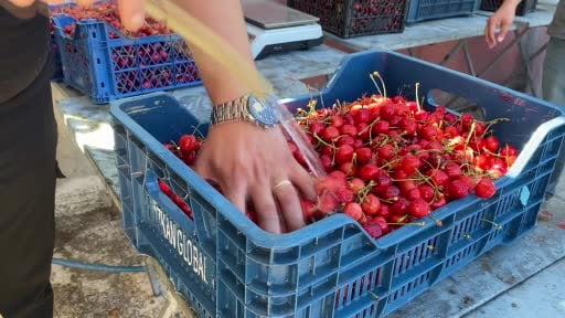 Kiraz yeme şampiyonunu 2 gram belirledi