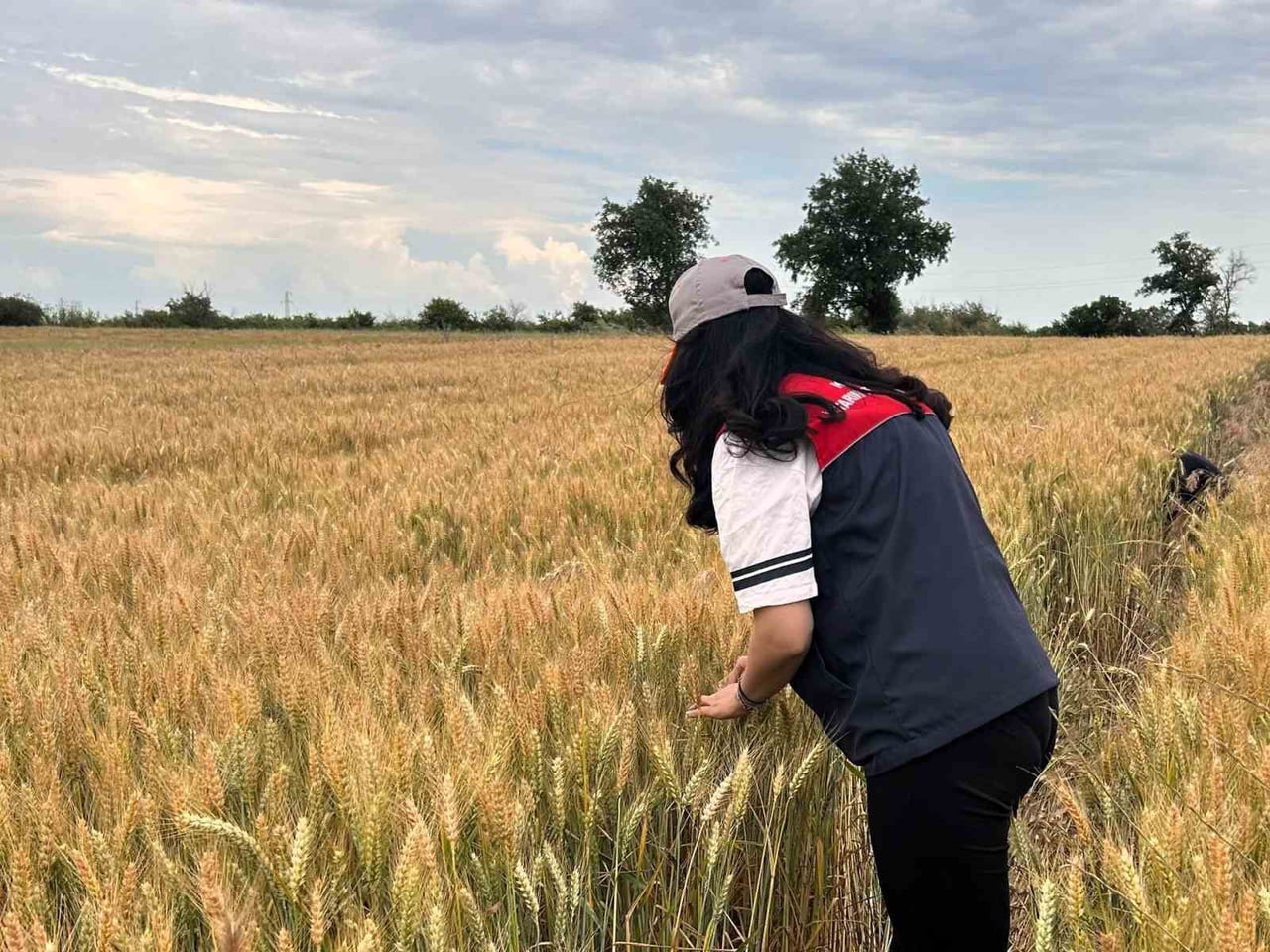 KIRKLARELİ'NDE HUBUBAT ÜRETİMİNDE VERİM VE KALİTE KAYIPLARINA NEDEN OLAN EN ÖNEMLİ ZARARLILAR...