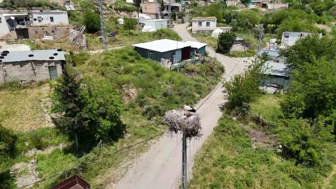 KIZILCAPINAR KÖYÜ YILLARDIR BARINMA VE BESLENME İHTİYACI İÇİN GELEN LEYLEKLERİ MİSAFİR...