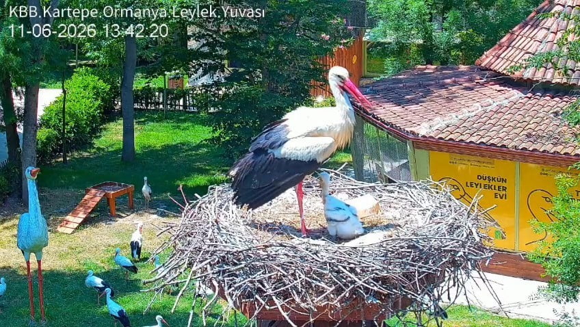 KOCAELİ'DE KORUMA ALTINA ALINDIKLARI MERKEZDE YUVA KURAN BULUT VE PİŞMANİYE ADLI LEYLEK ÇİFTİNİN...