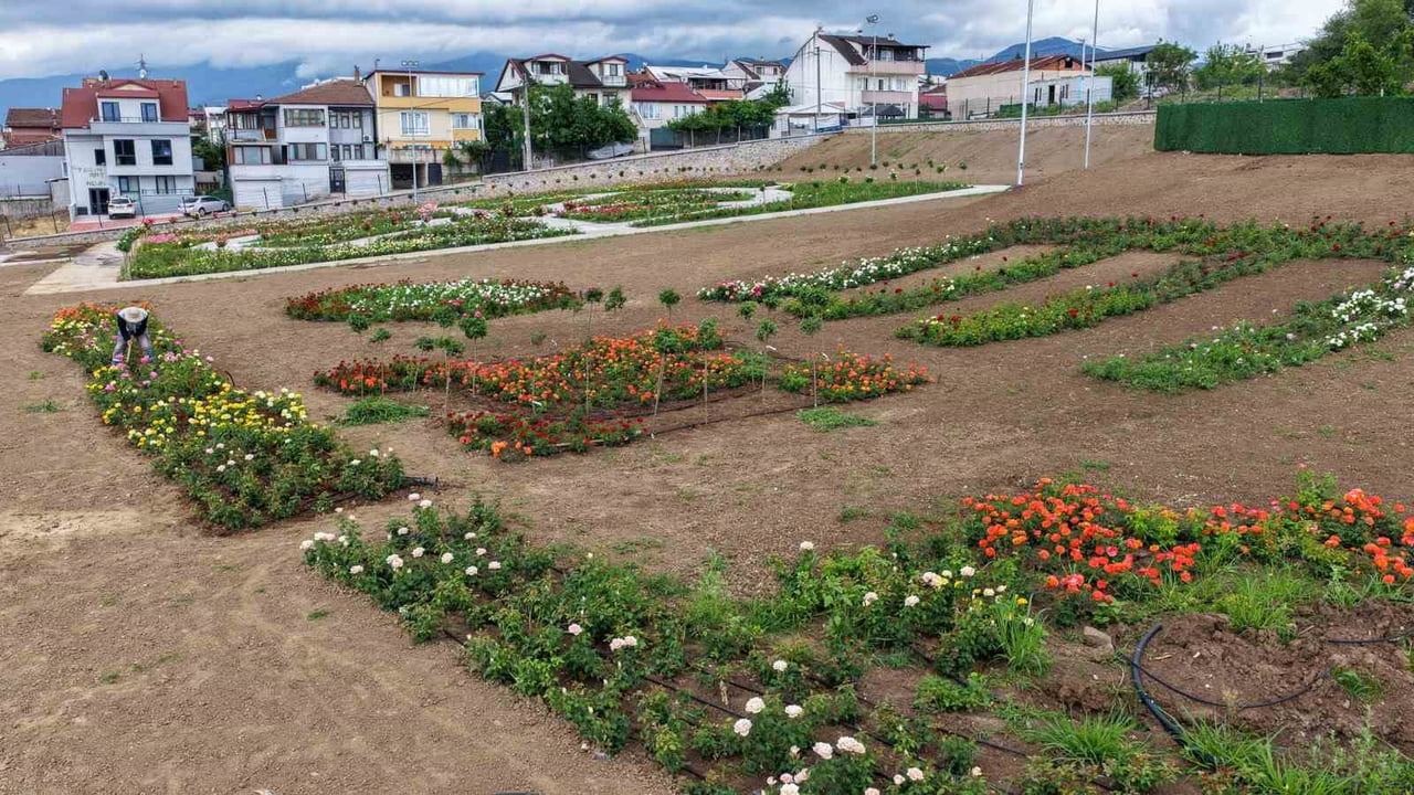 KOCAELİ'NİN BAŞİSKELE İLÇESİNDE 160 FARKLI ÇEŞİTTE 15 BİN GÜLÜN YER ALDIĞI GÜL BAHÇESİ, ÇİÇEKLERİN...