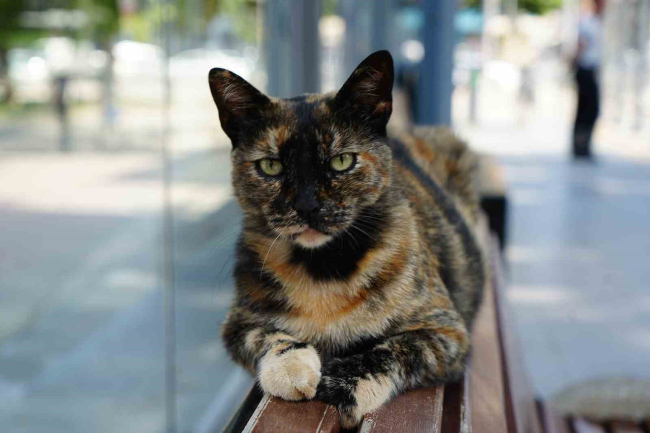 KOCAELİ'NİN İZMİT İLÇESİNDE AKÇARAY TRAMVAY HATTINDAKİ DOĞU KIŞLA İSTASYONUNDA YAŞAYAN "PAMUK"...
