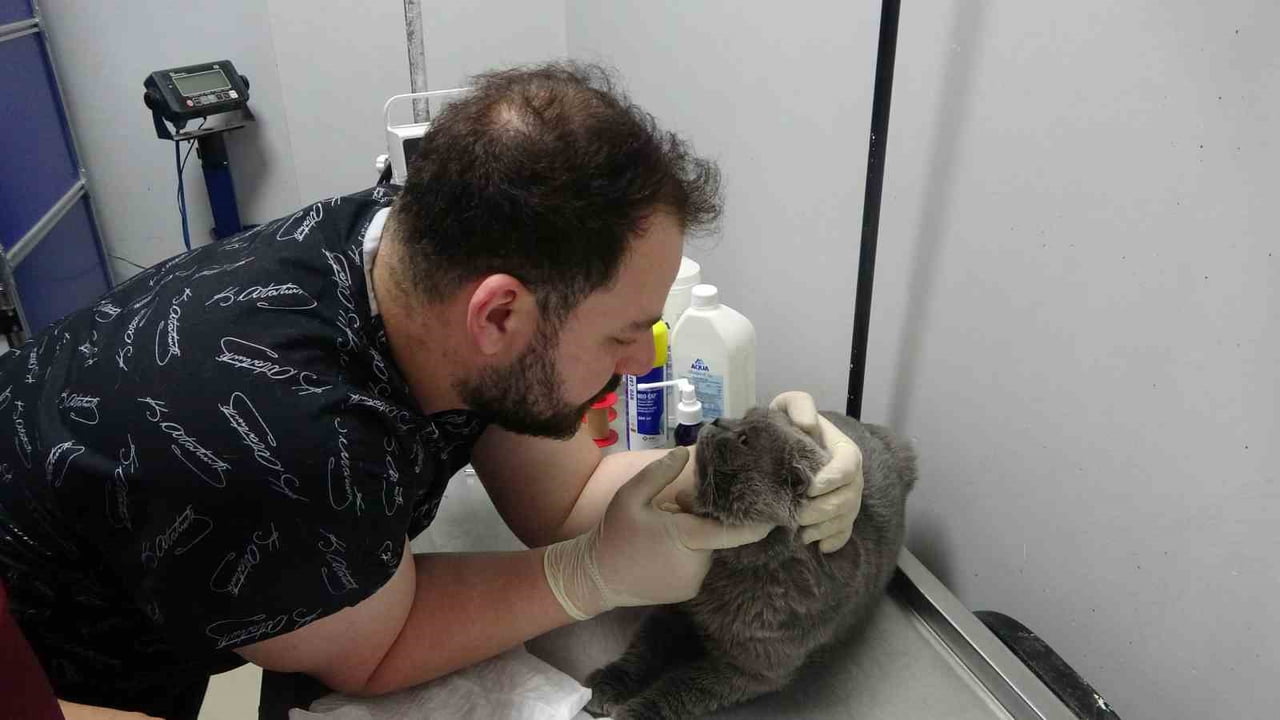 KONTROL AMACIYLA VETERİNERE GÖTÜRÜLEN TOM'UN SAĞLIK DURUMUNUN İYİ OLDUĞU ÖĞRENİLDİ.