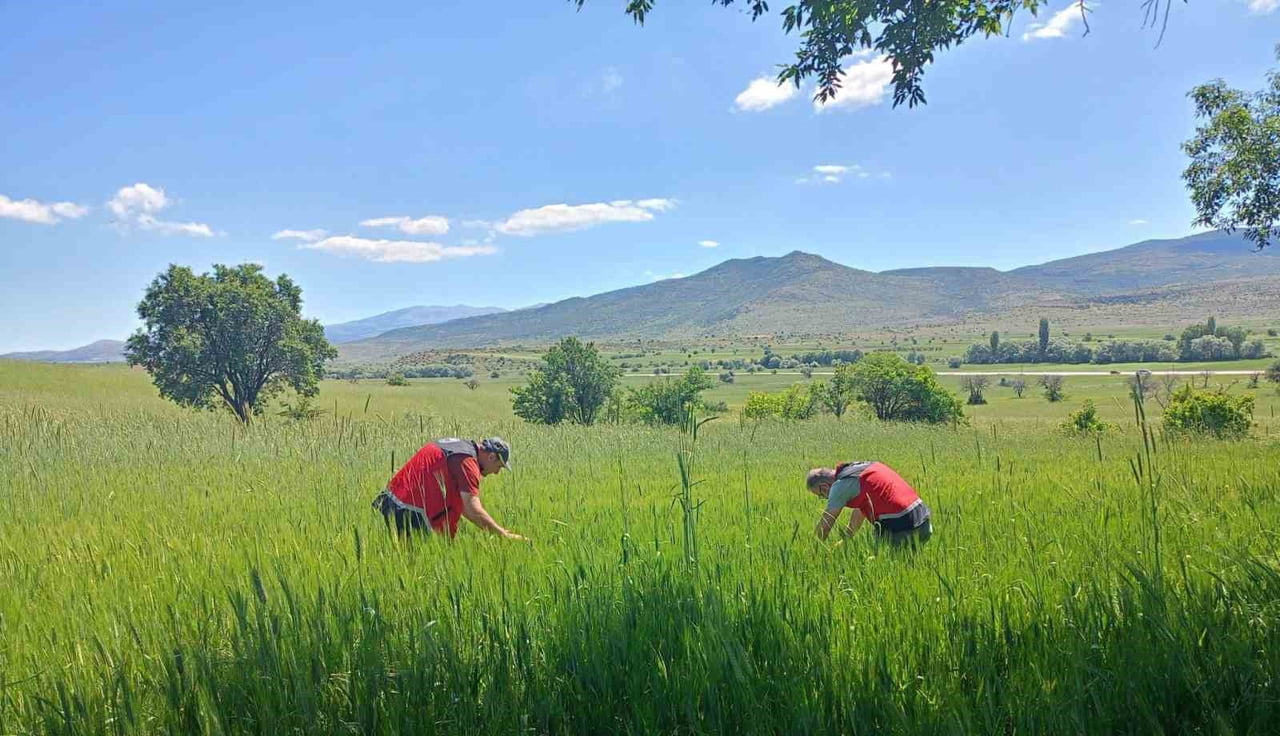 KONYA'NIN BEYŞEHİR İLÇESİNDE, BUĞDAY VE ARPA TARLALARINDA ÜRÜN KAYIPLARINA NEDEN OLABİLEN SÜNE...