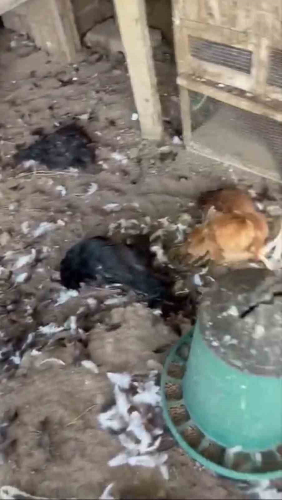 KÖPEKLERİN SALDIRMASINDAN VE TELEF OLAN TAVUKLAR