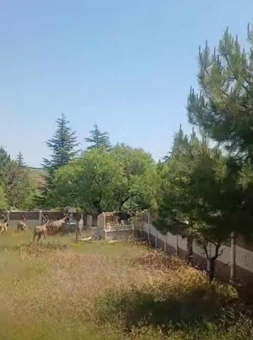 KORUMA ALTINDAKİ DAĞ KEÇİLERİ HARPUT MEZARLIKLARINDA GÖRÜNTÜLENDİ