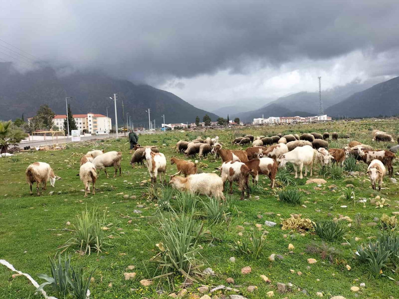 KÖYCEĞİZ’DE YAĞIŞLAR OT VERİMİNİ ARTIRDI