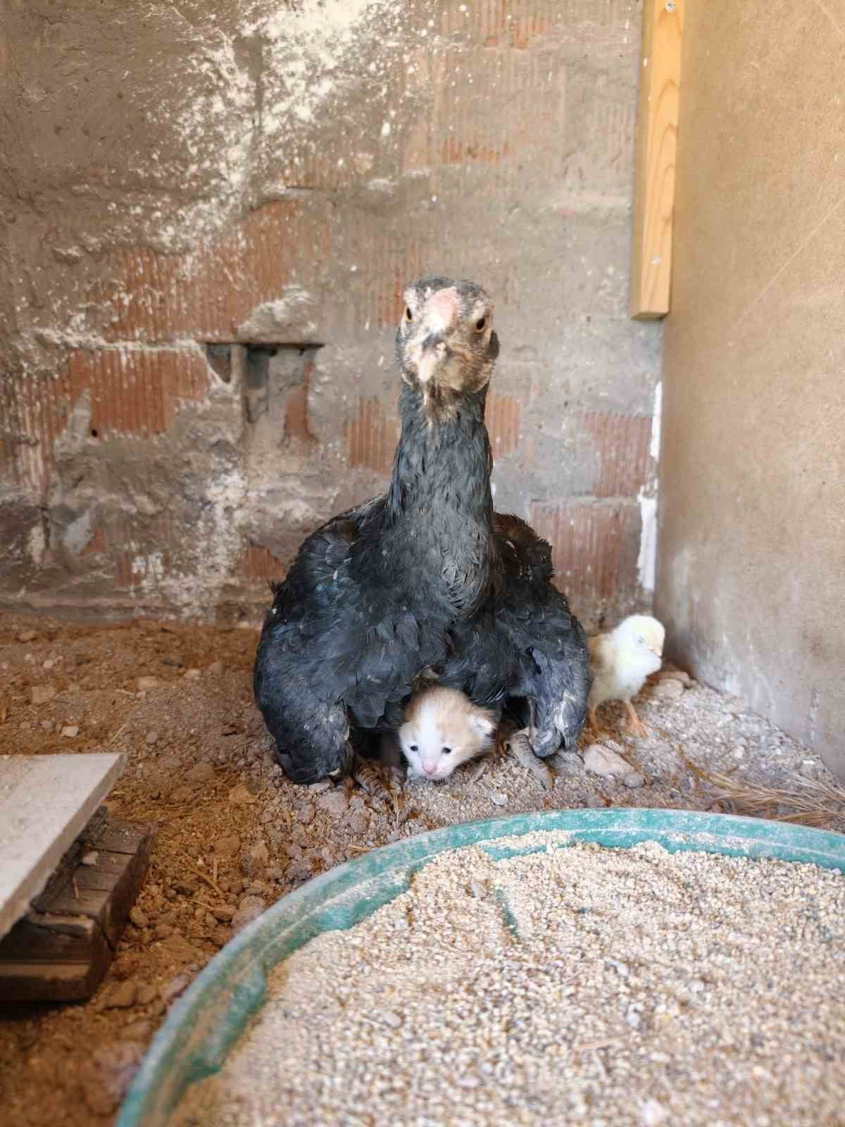 KÜMESİN DAVETSİZ MİSAFİRİ YAVRU KEDİ ANNE TAVUĞUN ALTINA SIĞINDI