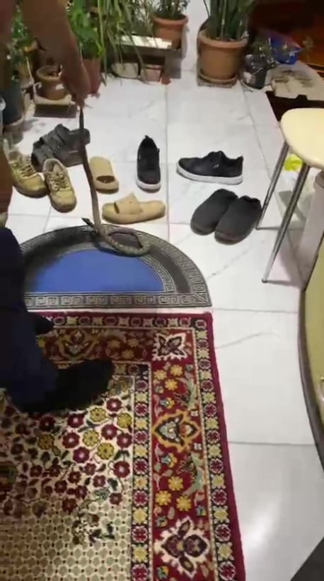 KUMLUCA İLÇESİNDE EVE GİRMEK ÜZEREYKEN FARK EDİLEN YILANI YAKALAYAN EV SAHİBİ, "EVİME GELME BAK...