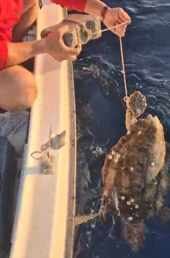 KUŞADASI İLÇESİNDE AMATÖR BALIKÇILAR TARAFINDAN CARETTA CARETTA CİNSİ DENİZ KAPLUMBAĞASI AYAĞINA...