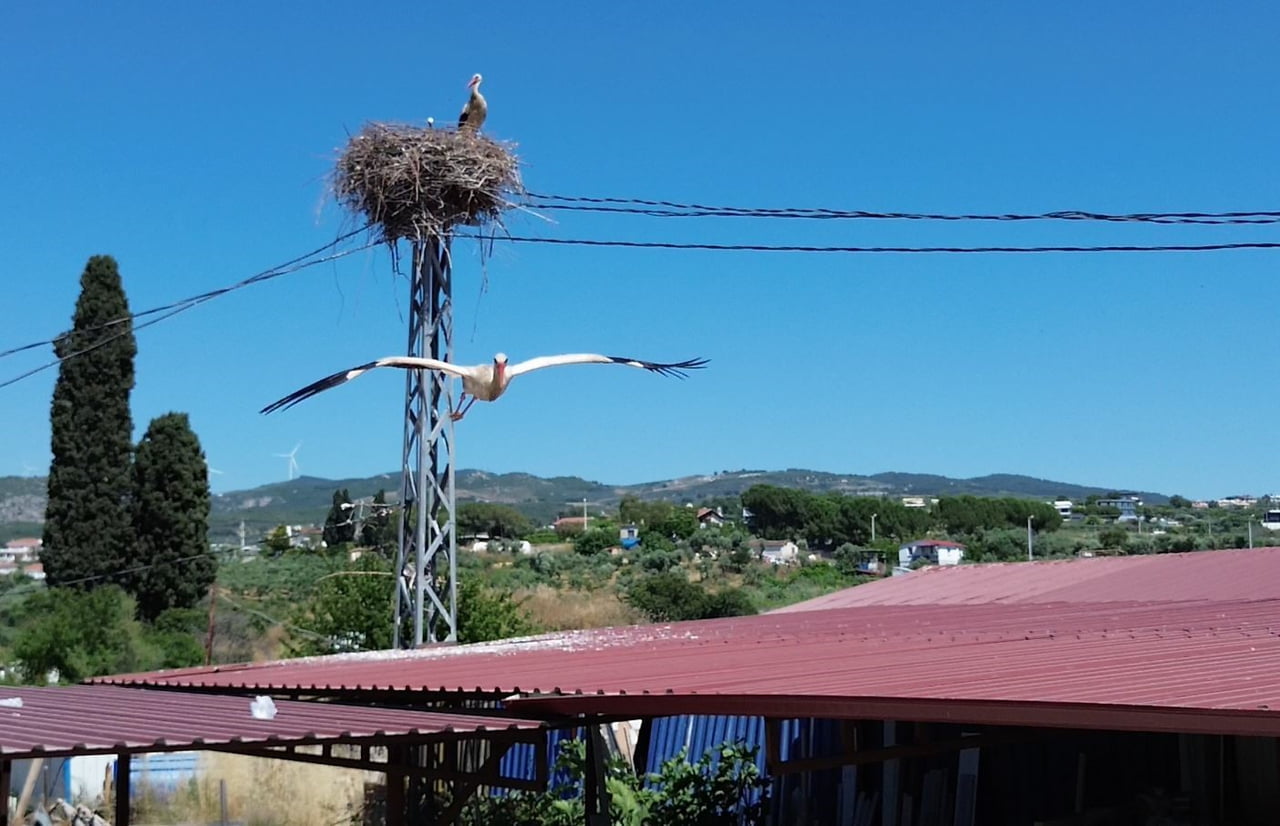 KUŞADASI İLÇESİNDE UZUN BİR ARADAN SONRA ELEKTRİK DİREĞİNE YUVA KURAN LEYLEK ÇİFTİ, DÜNYAYA GELEN...