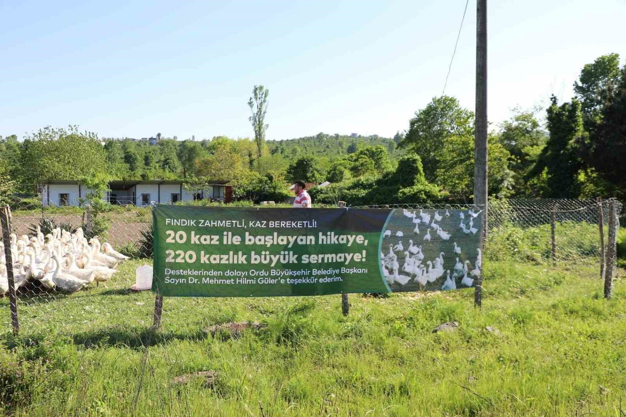 KÜTÜK, PANKARTA, "FINDIK ZAHMETLİ, KAZ BEREKETLİ. 20 KAZ İLE BAŞLAYAN HİKAYE, 220 KAZLIK BÜYÜK...
