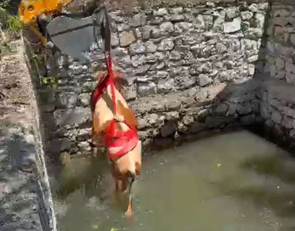 MALATYA'DA SULAMA HAVUZUNA DÜŞEN GEBE İNEK, İTFAİYE EKİPLERİNİN YAKLAŞIK 2 SAAT SÜREN ÇALIŞMASININ...