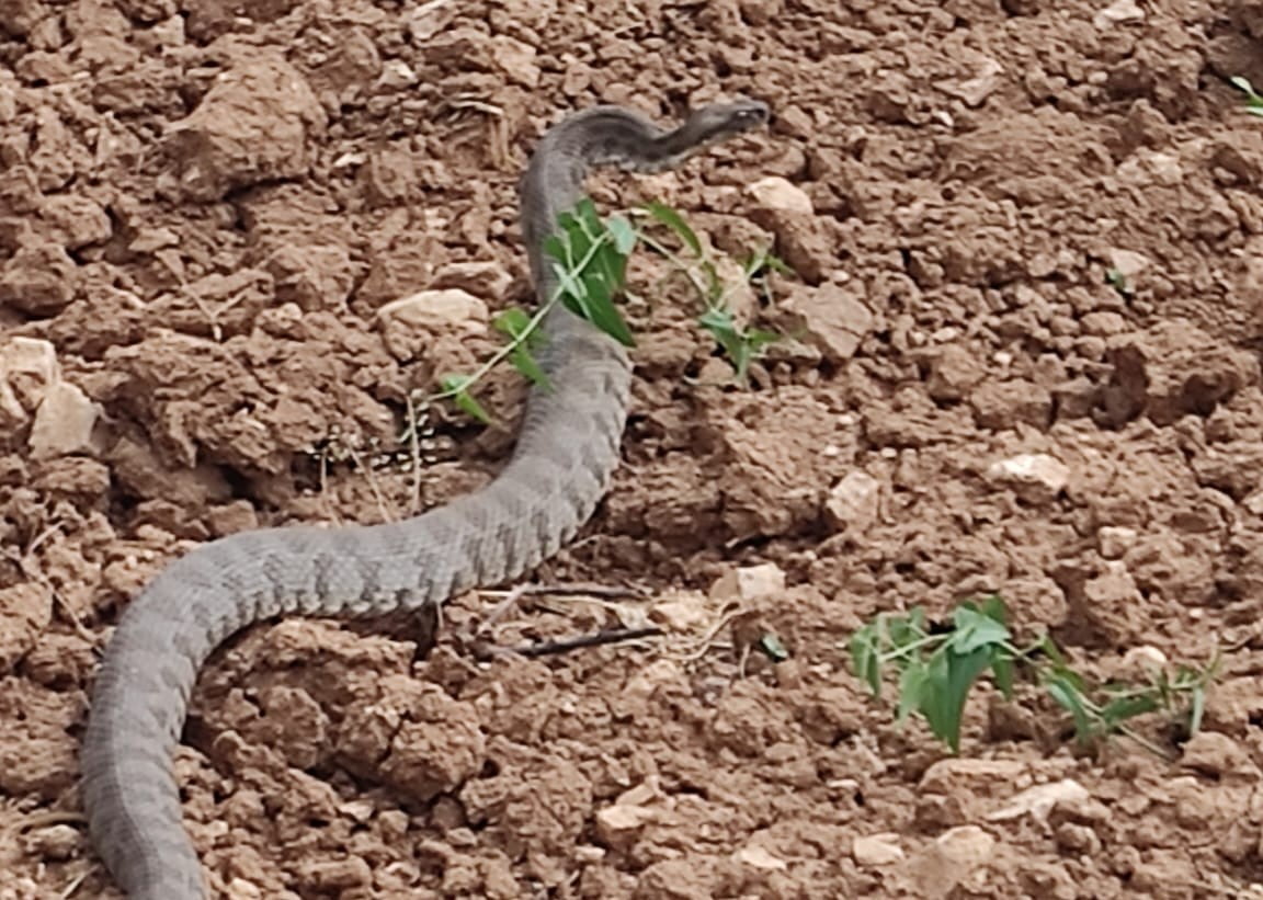MALATYA'NIN AKÇADAĞ İLÇESİNDE KAYISI BAHÇESİNDE ÇALIŞMA YAPAN ÇİFTÇİ, YAKLAŞIK 2 METRE...