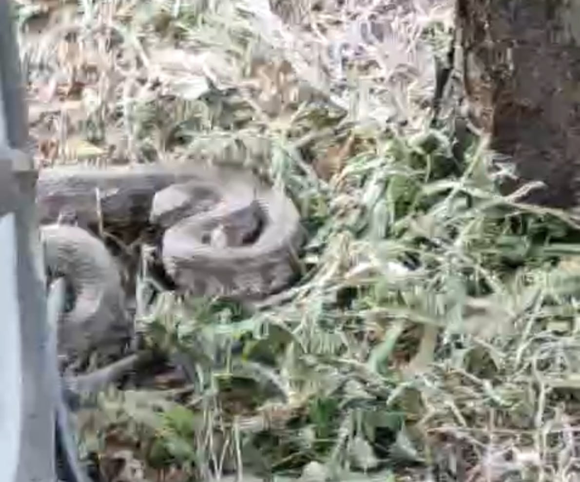 MALATYA'NIN AKÇADAĞ İLÇESİNDE KAYISI BAHÇESİNDE ÇALIŞMA YAPAN ÇİFTÇİ, YAKLAŞIK 2 METRE...