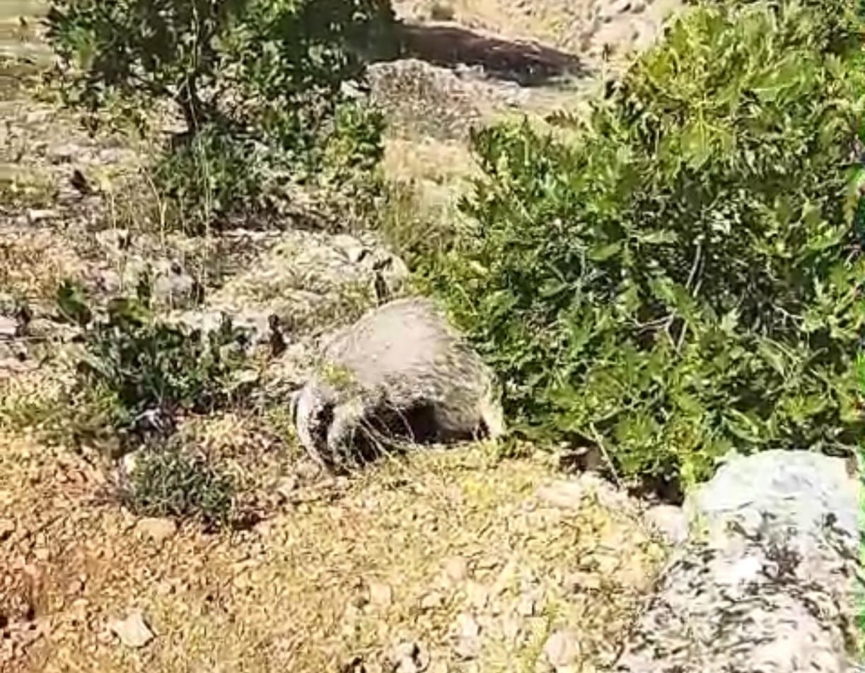 MALATYA'NIN AKÇADAĞ İLÇESİNDE MANTAR TOPLAMAK İÇİN KIRSAL ALANA ÇIKAN BİR VATANDAŞ, SALDIRISINA...