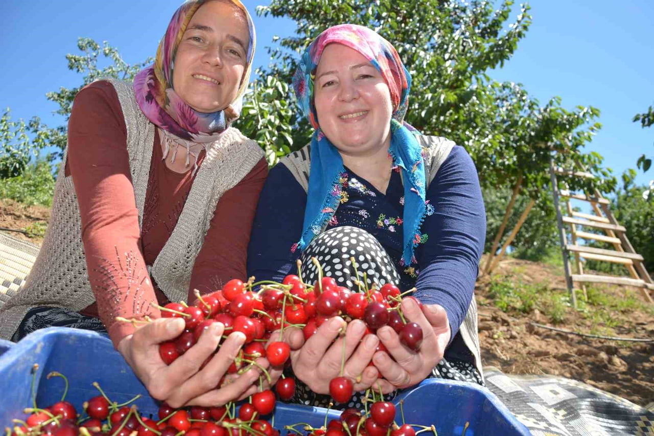 MANİSA'NIN DEMİRCİ İLÇESİNDE, TÜRK PATENT VE MARKA KURUMU TARAFINDAN COĞRAFİ İŞARETLE TESCİLLENEN...