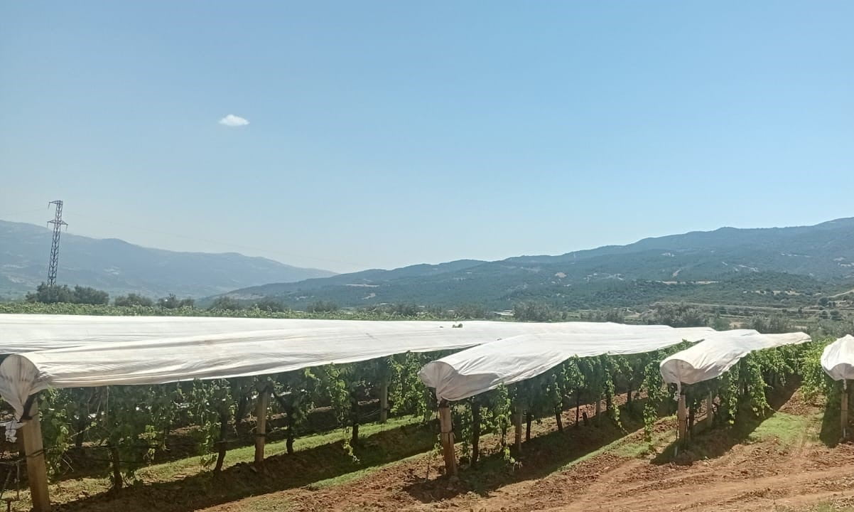 MANİSA'NIN SARIGÖL İLÇESİNDE DÜNYACA ÜNLÜ ÇEKİRDEKSİZ SOFRALIK SULTANİYE ÜZÜM BAĞLARINDA, ÜRÜNÜ...