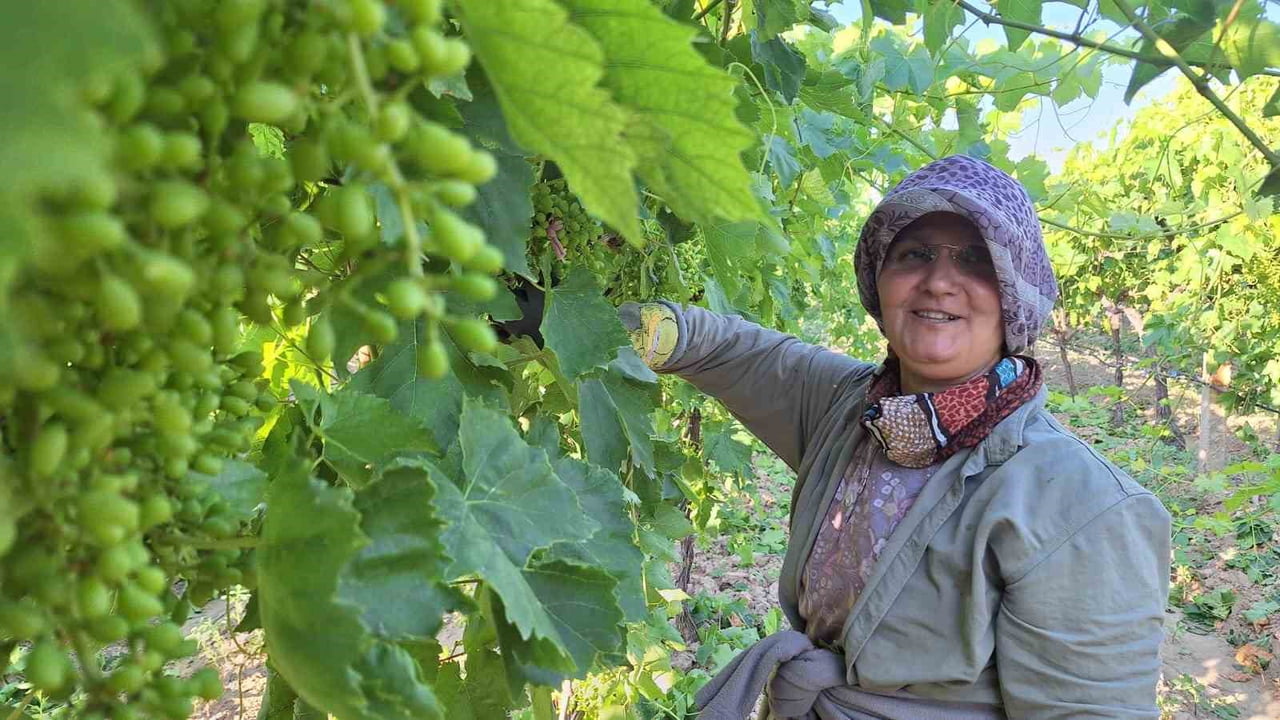 MANİSA'NIN SARIGÖL İLÇESİNDE DÜNYACA ÜNLÜ ÇEKİRDEKSİZ SOFRALIK ÜZÜMÜN ÜRETİCİLERİ, ARTAN İŞÇİLİK...