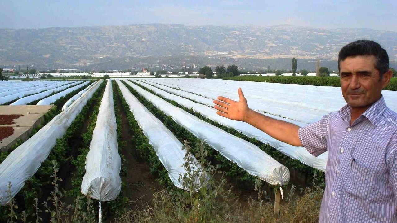 MANİSA'NIN SARIGÖL İLÇESİNDE DÜNYACA ÜNLÜ SULTANİYE ÜZÜM BAĞLARINI SICAK, DOLU, YAĞMUR VE KIRAĞI...