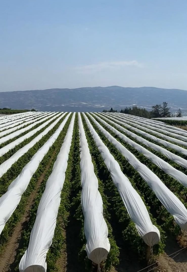 MANİSA'NIN SARIGÖL İLÇESİNDE DÜNYACA ÜNLÜ SULTANİYE ÜZÜM BAĞLARINI SICAK, DOLU, YAĞMUR VE KIRAĞI...