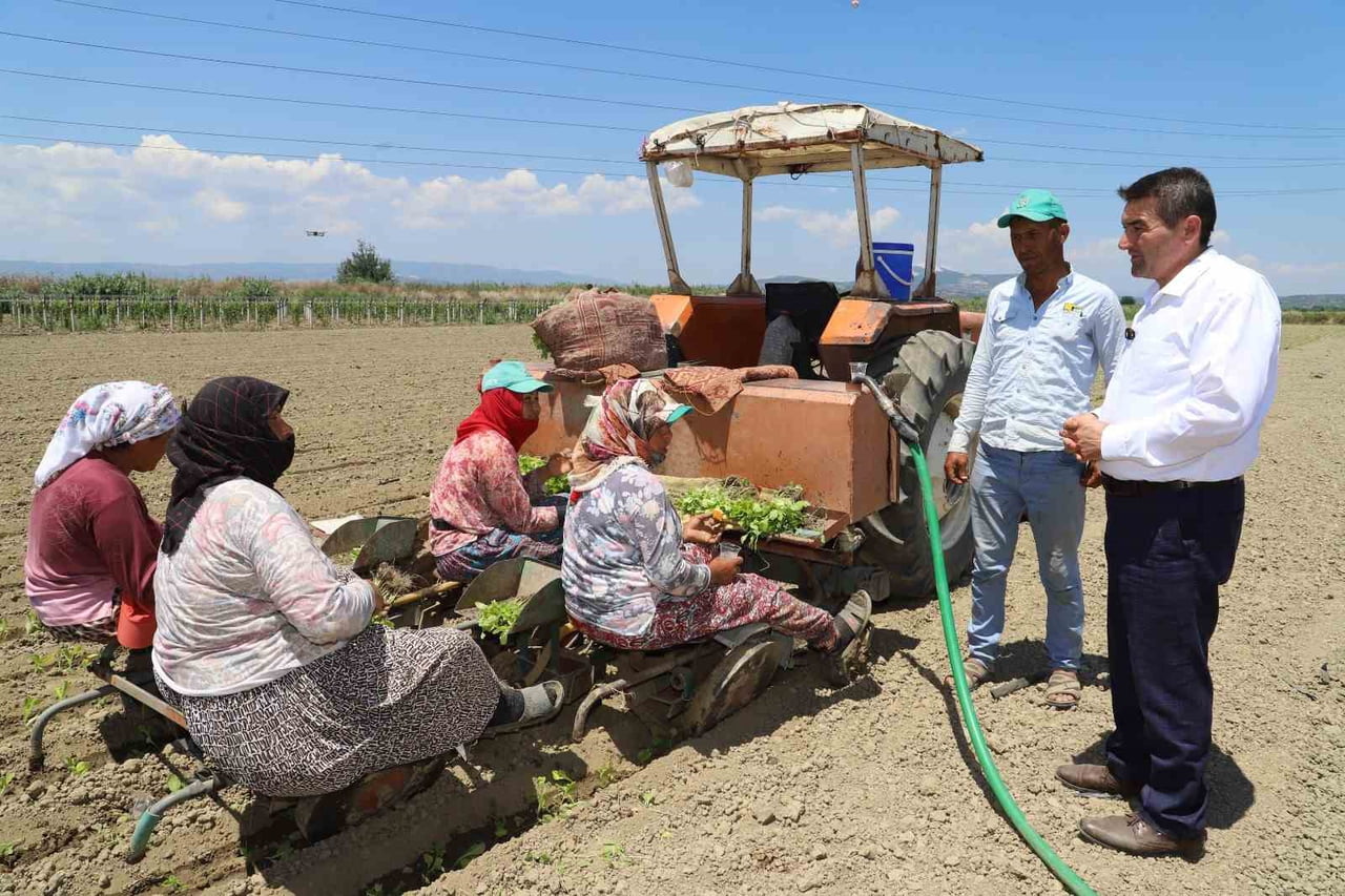 MANİSA'NIN SARUHANLI İLÇESİNDE TÜTÜN DİKİM SEZONU BAŞLADI. TAŞDİBİ MAHALLESİ'NDE ÜRETİCİLERİ...