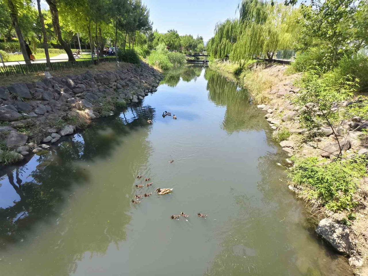 MANİSA’DA KENT PARK İÇERİSİNDEKİ YAPAY DEREDE YÜZMEYE BAŞLAYAN YAVRU ÖRDEKLER, ÖZELLİKLE...