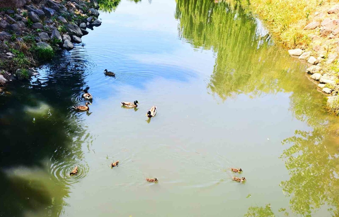 MANİSA’DA KENT PARK İÇERİSİNDEKİ YAPAY DEREDE YÜZMEYE BAŞLAYAN YAVRU ÖRDEKLER, ÖZELLİKLE...