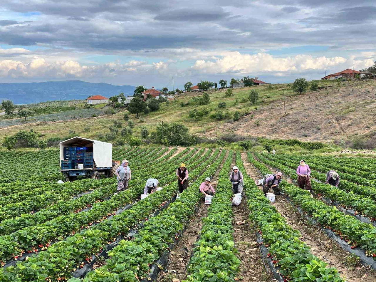MANİSA’NIN SALİHLİ İLÇESİNE BAĞLI GÖKEYÜP MAHALLESİ’NDE ORGANİK TARIM YÖNTEMLERİYLE YETİŞTİRİLEN...