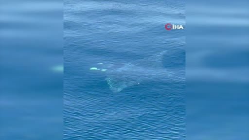 Manta vatozu Gökçeada'da görüntülendi