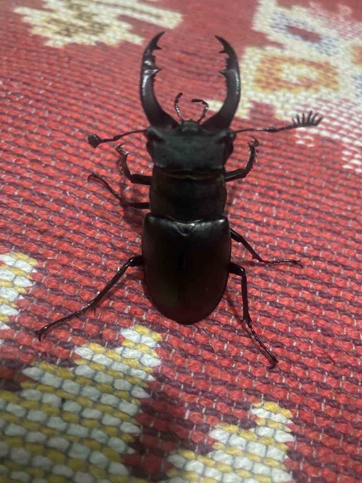 MENTEŞE İLÇESİNDE KORUMA ALTINDA BULUNAN VE DOĞADA NADİR RASTLANAN GEYİK BÖCEĞİ (LUCANUS CERVUS)...