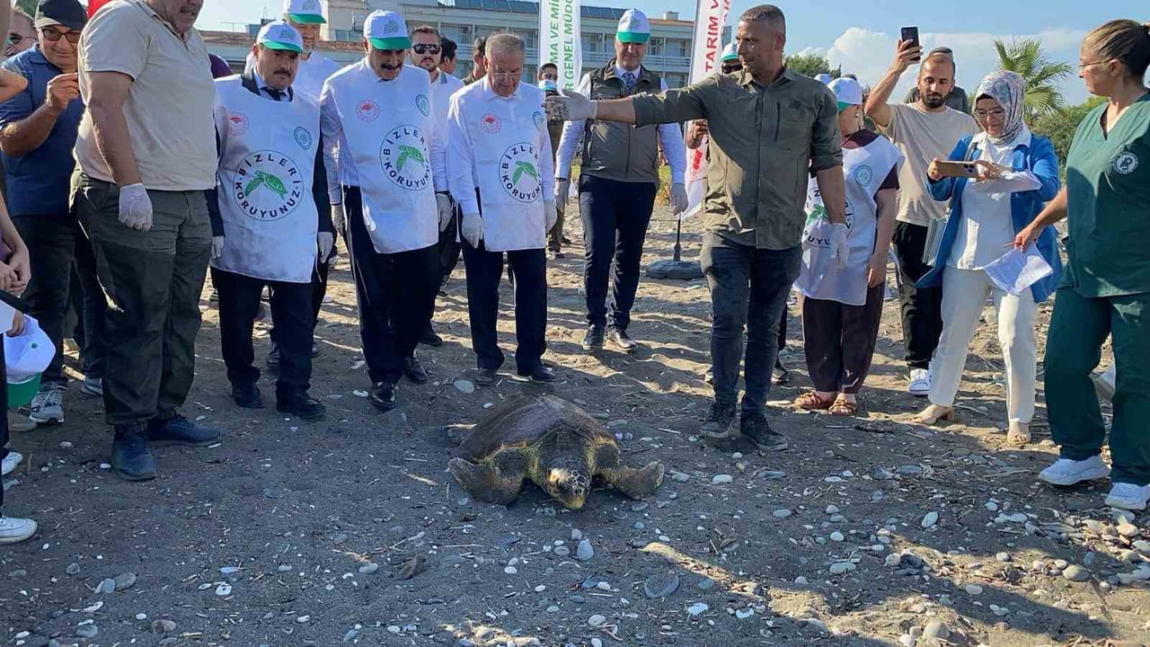 MERSİN'DE İKİ YEŞİL DENİZ KAPLUMBAĞASI, TEDAVİLERİNİN ARDINDAN DENİZLE BULUŞTURULDU.