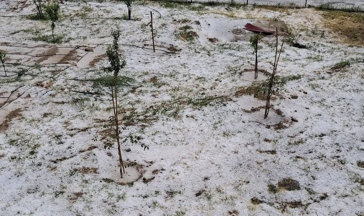 MERSİN'İN ERDEMLİ İLÇESİNDE YÜKSEK RAKIMLI MAHALLELERDE DOLU ETKİLİ OLDU, BAZI BAHÇELERDE ZARAR...
