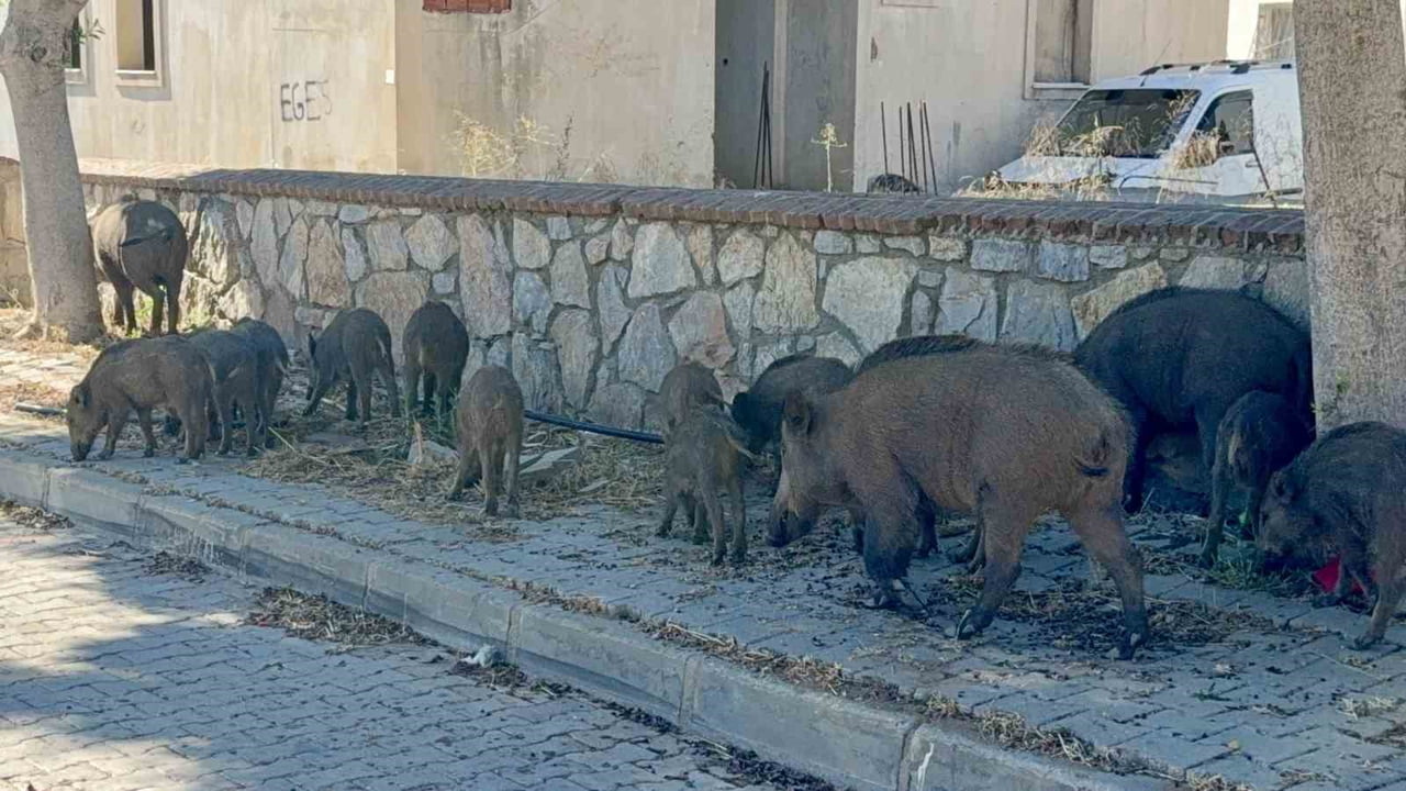 MUĞLA'NIN BODRUM İLÇESİNDE GÜNDÜZ SAATLERİNDE ORTAYA ÇIKAN DOMUZ SÜRÜSÜ MAHALLE SAKİNLERİNİ...