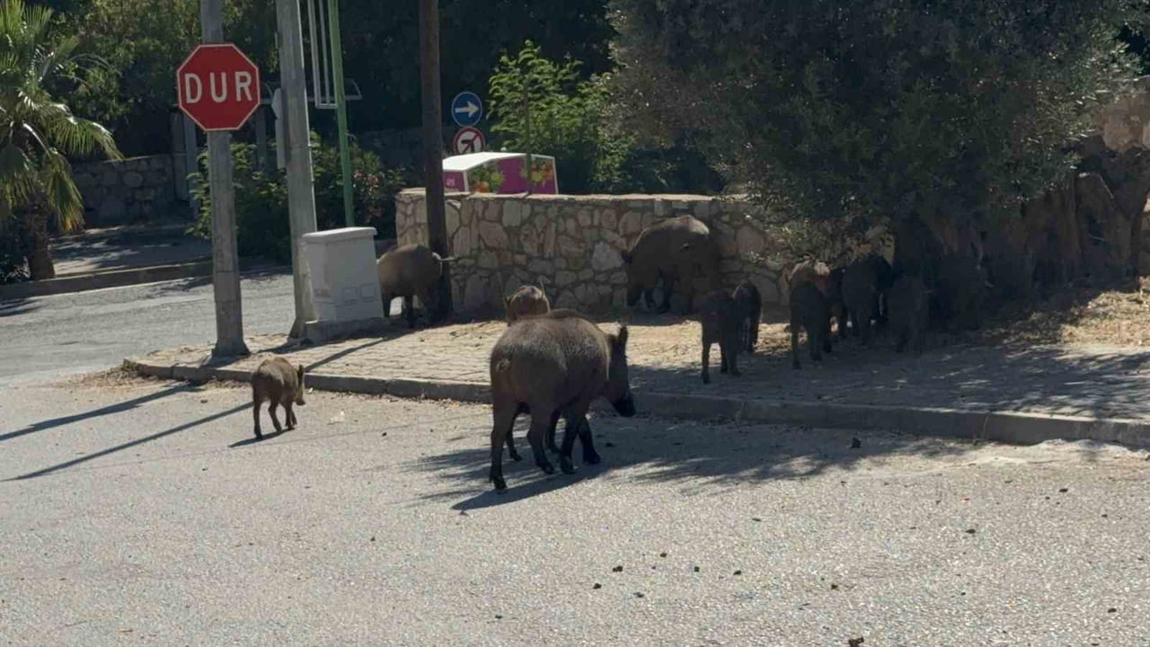 MUĞLA'NIN BODRUM İLÇESİNDE GÜNDÜZ SAATLERİNDE ORTAYA ÇIKAN DOMUZ SÜRÜSÜ MAHALLE SAKİNLERİNİ...