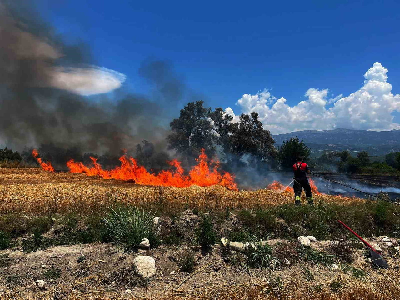 MUĞLA'NIN ORTACA İLÇESİ ÇAYLI MAHALLESİ'NDE MEYDANA GELEN OT YANGINI, İTFAİYE EKİPLERİNİN...