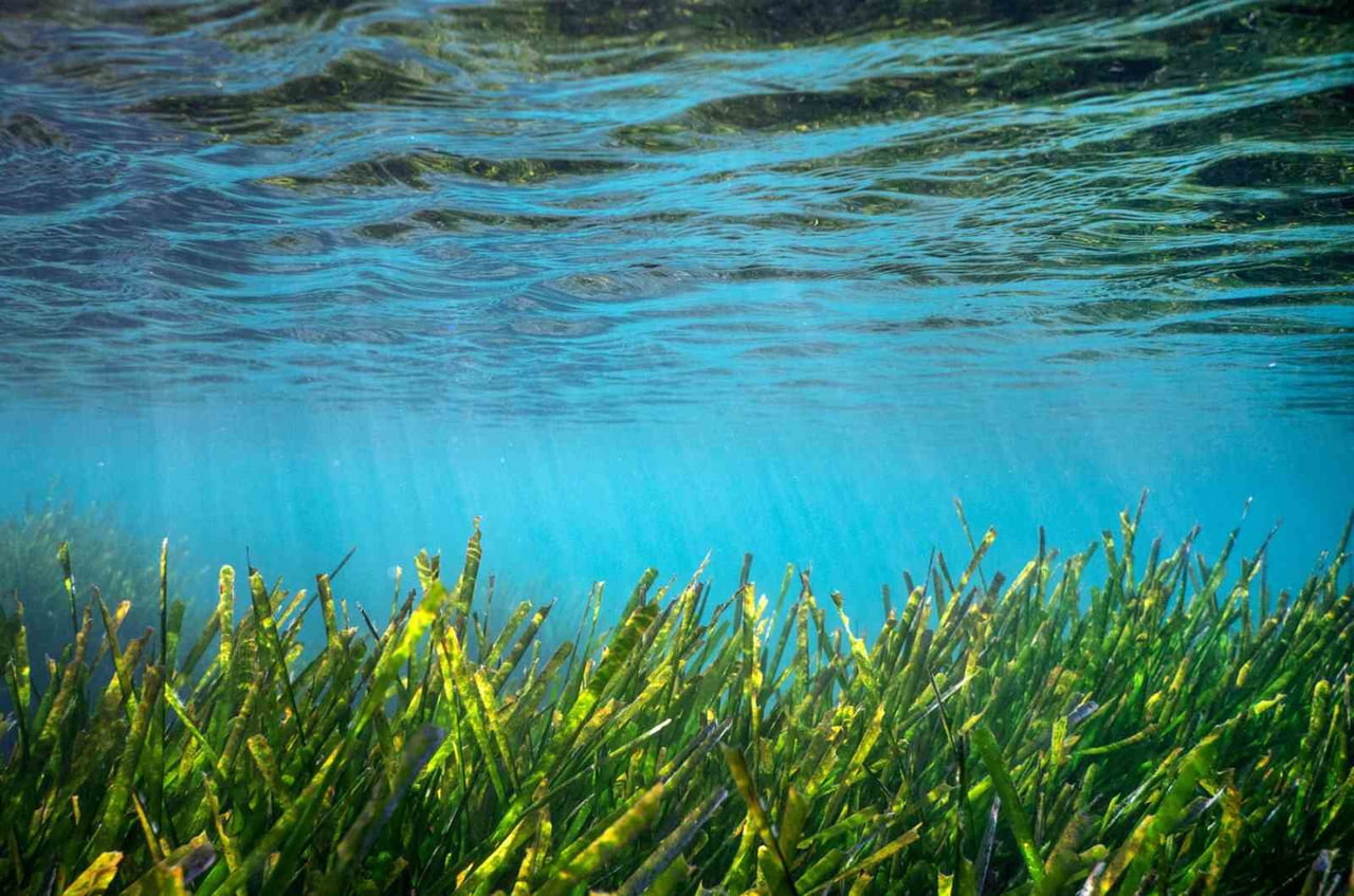 MUĞLA BÜYÜKŞEHİR BELEDİYESİ’NİN DESTEK VERDİĞİ ‘PROJECT POSİDONİA’ KAPSAMINDA BODRUM YARIMADASI VE...