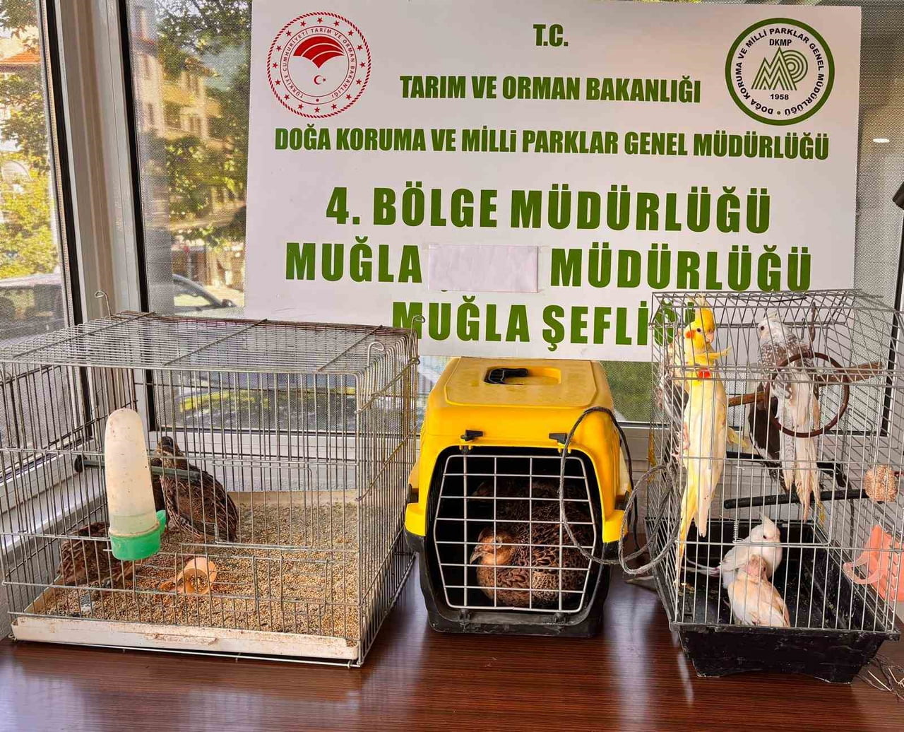 MUĞLA’DA CİMER KAÇAK HAYVAN TİCARETİNİ ELE VERDİ: DEPODAN SÜLÜN VE PAPAĞANLAR ÇIKTI