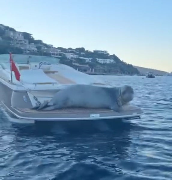 MUĞLA’NIN BODRUM İLÇESİNDE ÇIKTIĞI MOTORYATTA DİNLENEN YETİŞKİN BİR AKDENİZ FOKU...